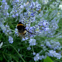 Bumblebee