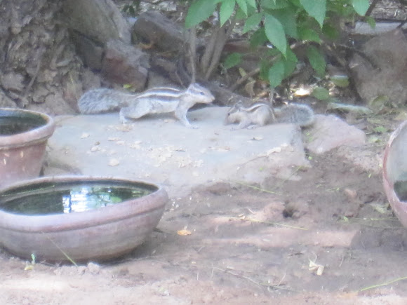 Spotting Image 1