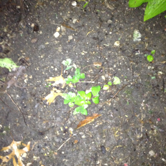 Spotting Image 1