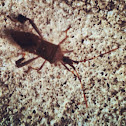 Western Conifer Seed Bug