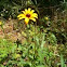 Black eyed Susan