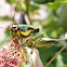 Katydid nimph