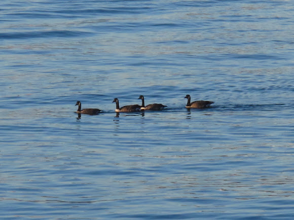 Spotting Image 1