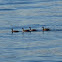 Canada geese