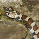 Eastern Milk Snake