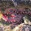 Ochre Starfish