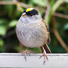 Golden-crowned Sparrow