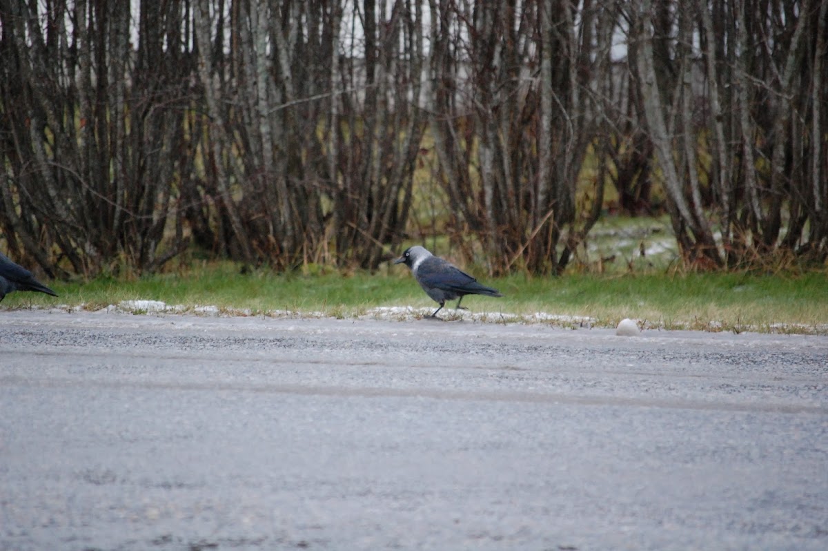 Jackdaw