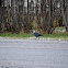 Jackdaw