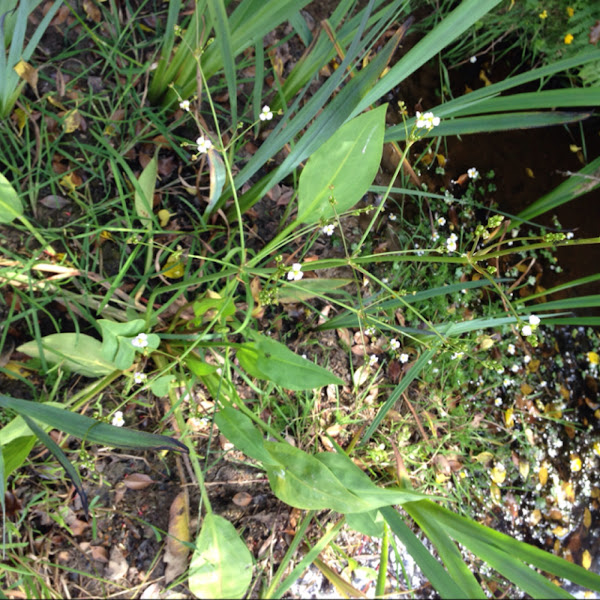 Maddog weed Project Noah