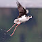Black-Winged Stilt