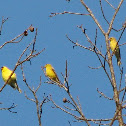 American Goldfinch