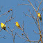 American Goldfinch