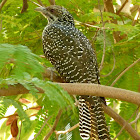 Asian Koel (female)