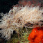 Type of Hydroid?