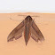 Hawk moth
