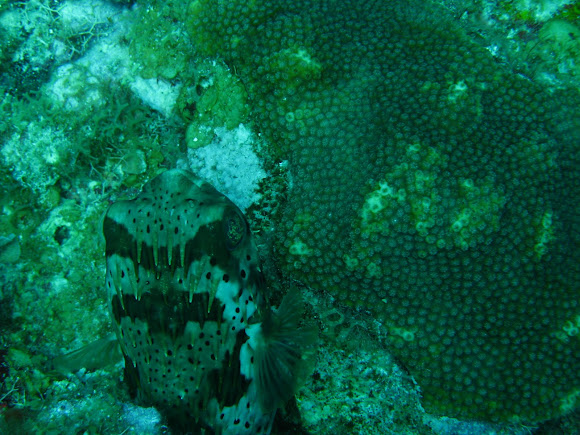 Spotting Image 1