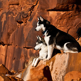  by Tom Gwinn - Pets Dogs