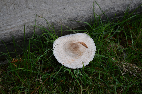 Spotting Image 1
