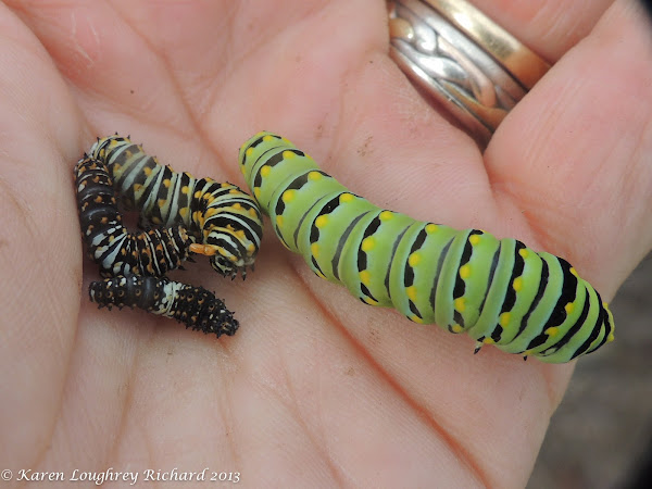 Black swallowtail caterpillars (instars 1-4) | Project Noah