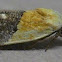 Half-yellow Moth