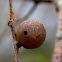 Galls / Galappels  (cecidia)