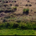 Greater sage grouse