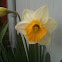 Daffodil