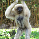 Lar gibbon