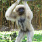 Lar gibbon