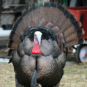 Wild Turkey