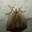 Moth