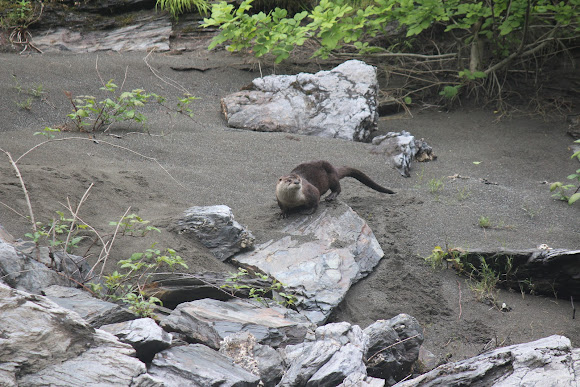 Spotting Image 1