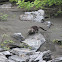 River Otter