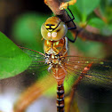 Migrant Hawker