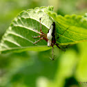 Hide and seek spider