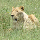 Lioness