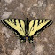 Eastern Tiger Swallowtail