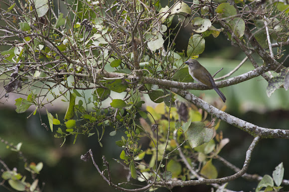 Spotting Image 1