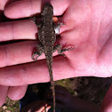 Texas Spiny Lizard