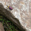 Leaf beetle