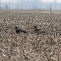 turkey vulture