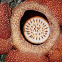 Rafflesia