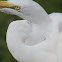 Great egret