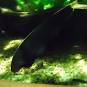 Black Ghost Knifefish