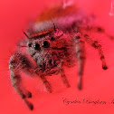(Subadult) Jumping Spider