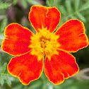 French Marigold