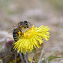 Western honey bee