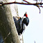 Red-headed Woodpecker