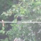 Red-winged Blackbird